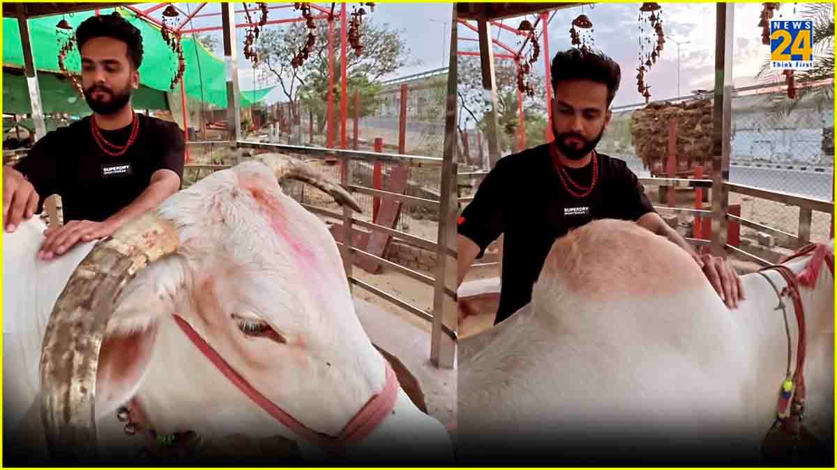 Elvish Yadav सबकुछ भूल गौ सेवा में जुटे! वीडियो देख यूजर्स बोले- सब नौटंकी है