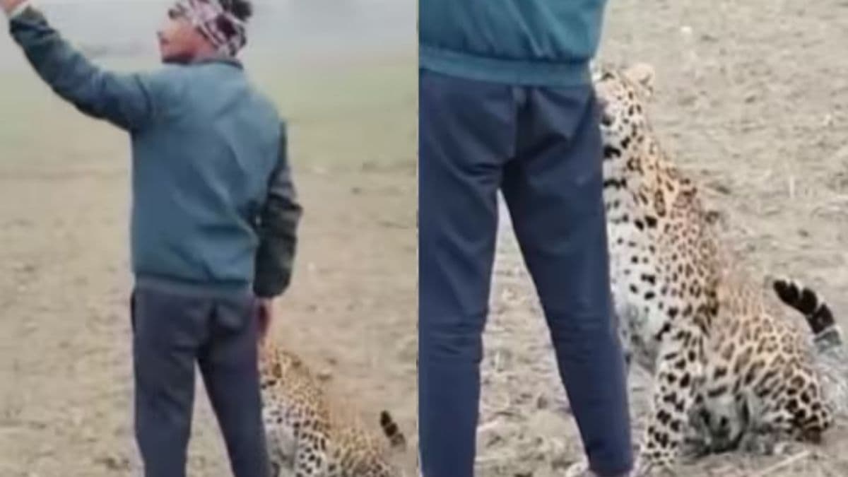 हे भगवान! डॉगी समझ तेंदुए के साथ शख्स ने ली सेल्फी! वीडियो देख हैरान हैं सब