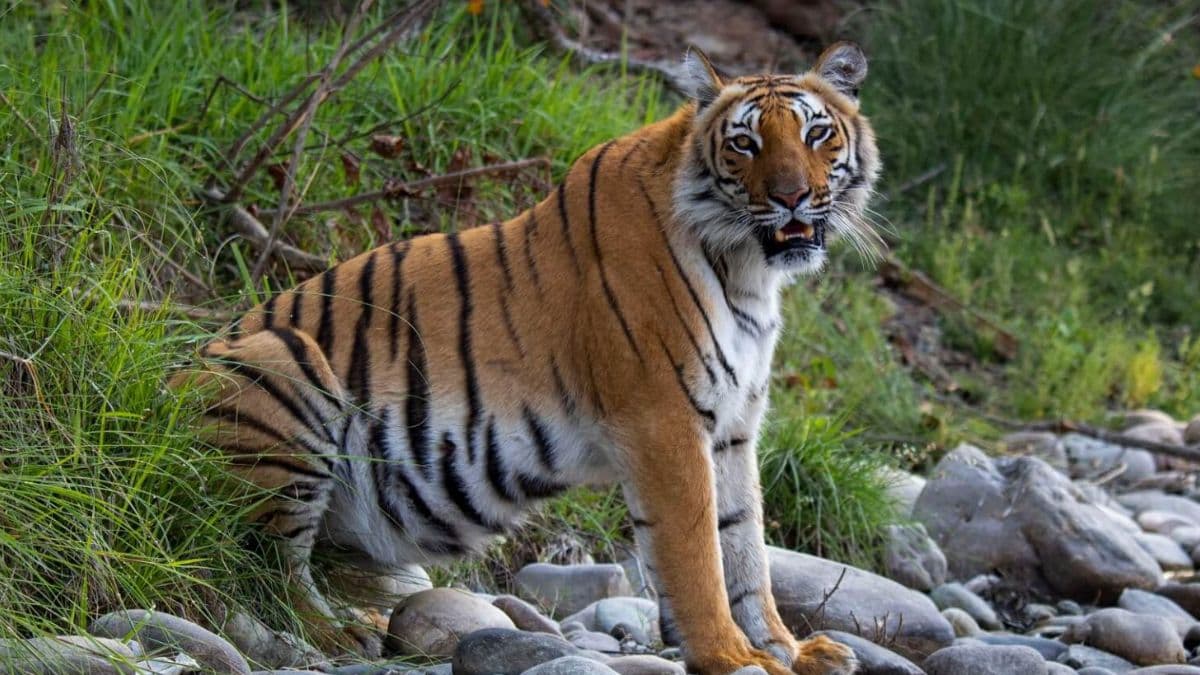 टाइगर भी 'साधू' बन जाते हैं एक दिन के लिए, मीट नहीं छूते, रोचक है वजह