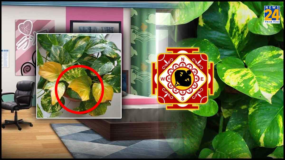 Money Plant Vastu: बेडरूम में मनी प्लांट लगाते समय न करें 5 गलतियां, समझें इसके पीले पत्तों के संकेत