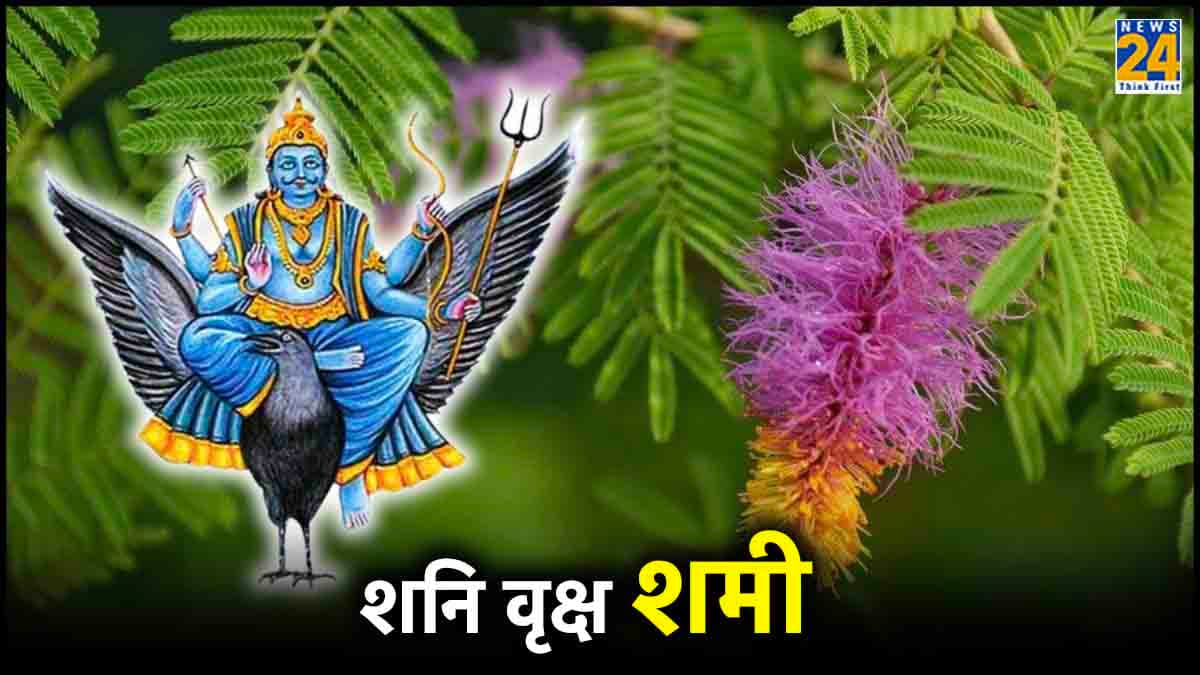 Shami Plant Tips: इस दिन लगाएं शमी का पौधा, लगाने से पहले जान लें ये 3 बातें, वरना होगी हानि