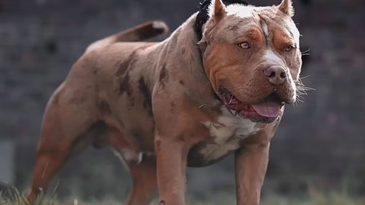 XL Bully Dog Attack