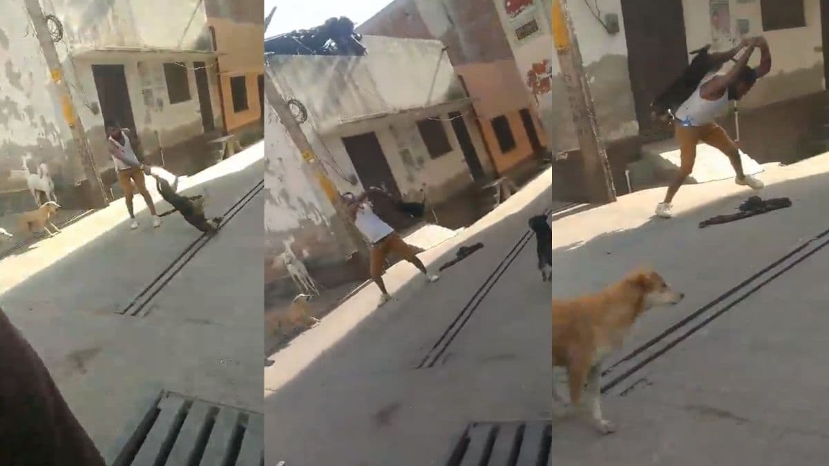 कुत्ते को बेरहमी से पीटा, सड़क पर पटका; क्रूरता की हदें पार