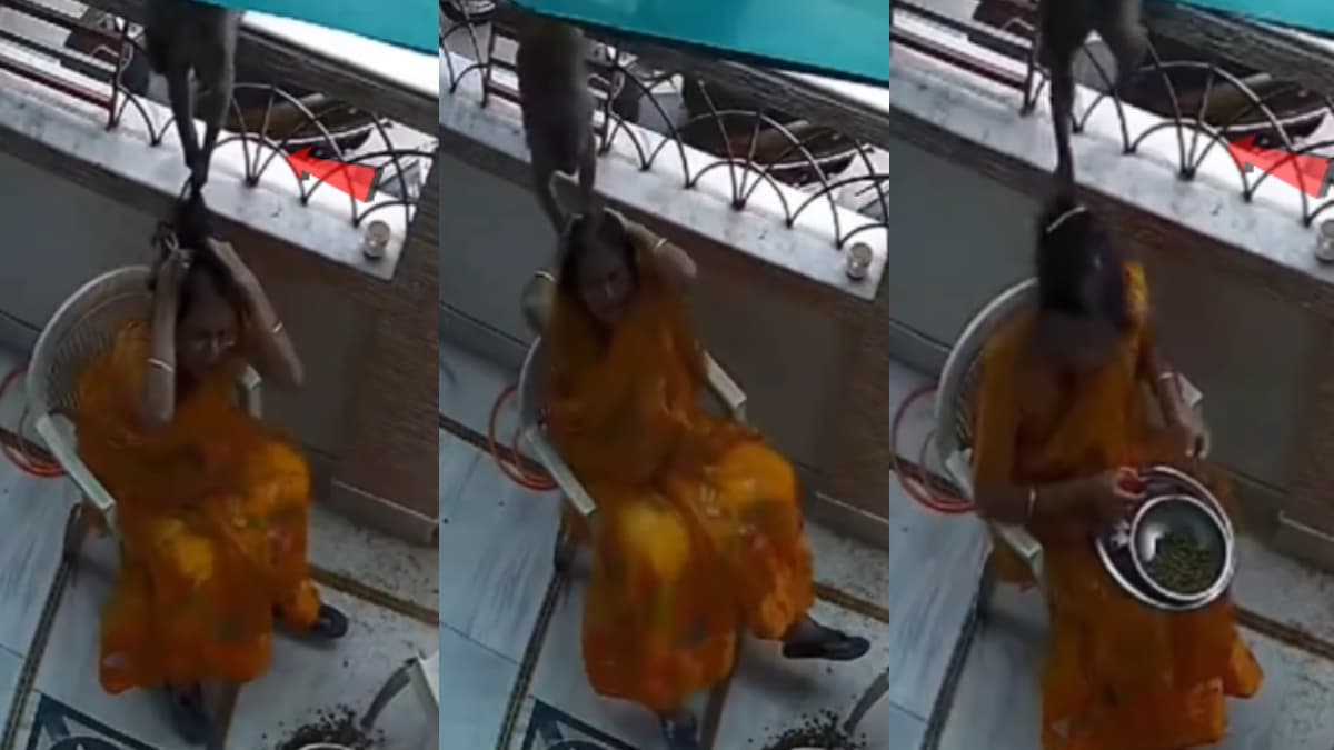 घर में घुसा बंदर, महिला थी अंदर, पीछे से खींचे बाल तो मच गया बवाल, CCTV फुटेज वायरल