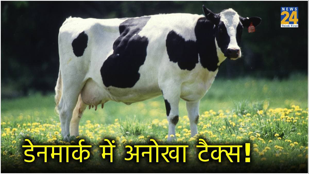 गाय के 'गैस' छोड़ने पर 100 डॉलर का टैक्स! दुनिया में पहली बार कहां लागू होगा नियम?