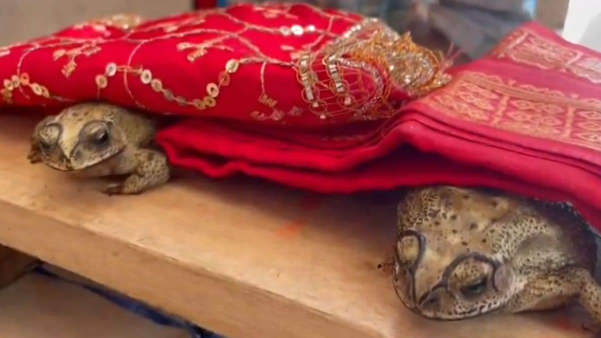 Video : बारिश कराने के लिए हुई नर-मादा मेंढक की शादी, बोले पंडित- अब हनुमान जी जानें कैसे होगी वर्षा