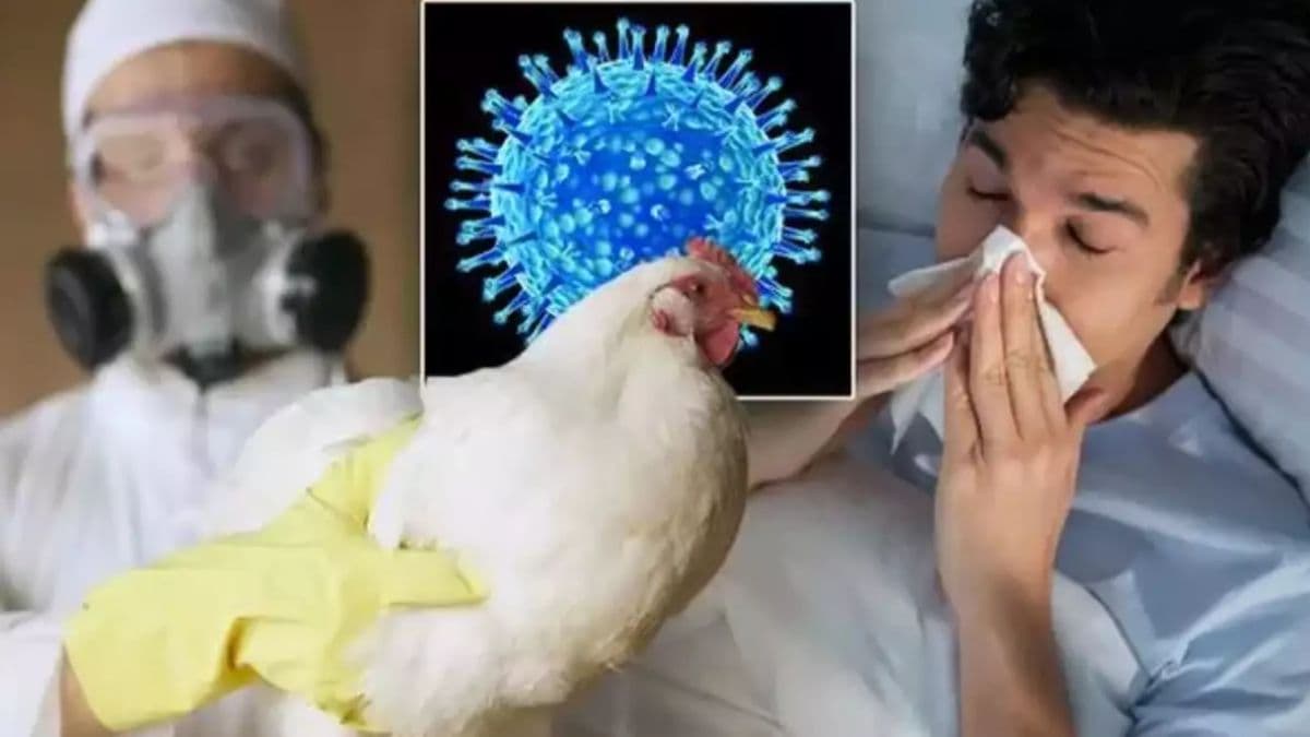 एक और खतरा! बर्ड फ्लू का भारत में मिला एक और केस, WHO का अलर्ट