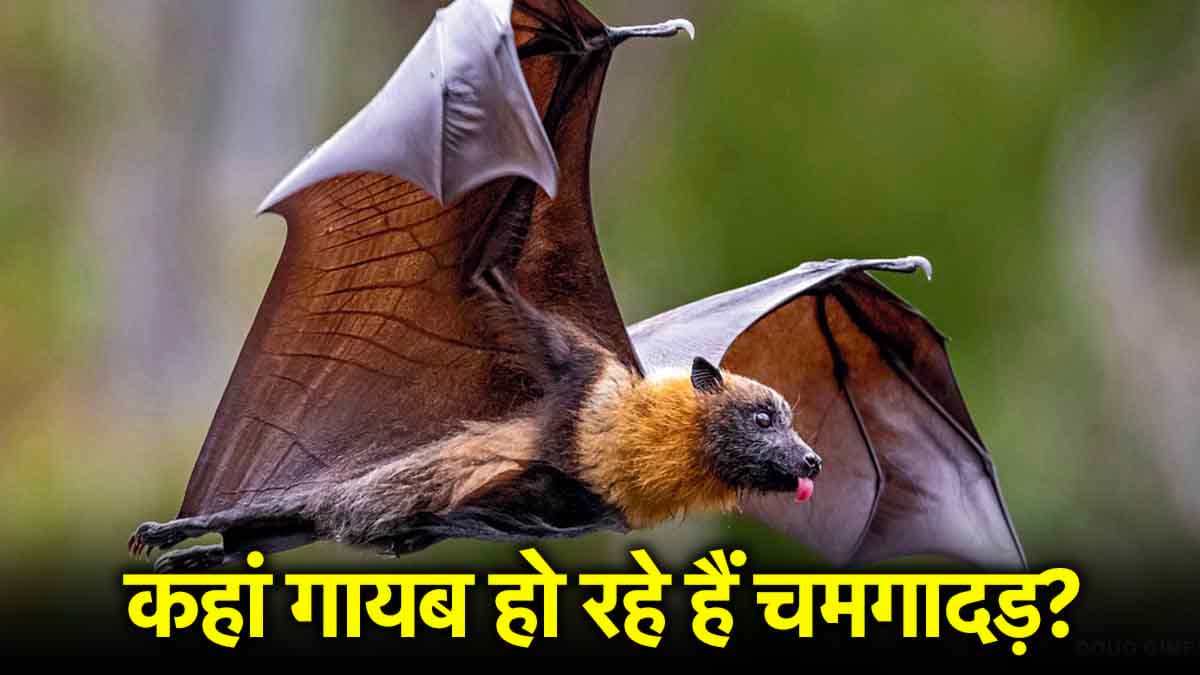 Bats