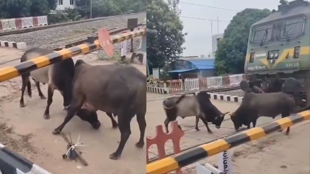 दो सांडों ने रोक दी यात्रियों से भरी ट्रेन, सोशल मीडिया पर वायरल हुआ वीडियो
