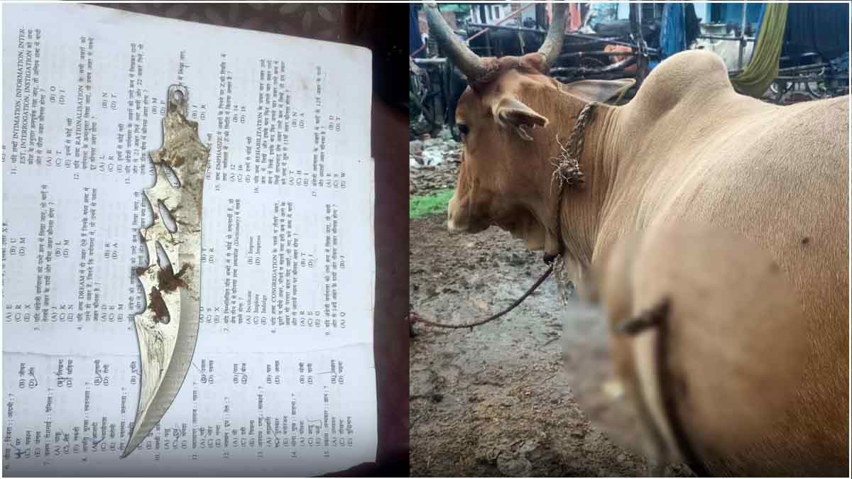 हे भगवान! गर्भवती गाय के पेट में चाकू घोंपा; छत्तीसगढ़ के भिलाई की घटना CCTV में कैद, आरोपी भी दिखे