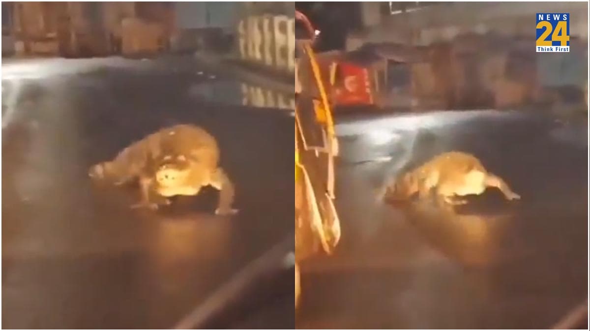 बार‍िश के बीच सड़क पर घूमने न‍िकला 8 फुट का मगरमच्‍छ, ज‍िसने देखा उसकी न‍िकली चीख, VIDEO