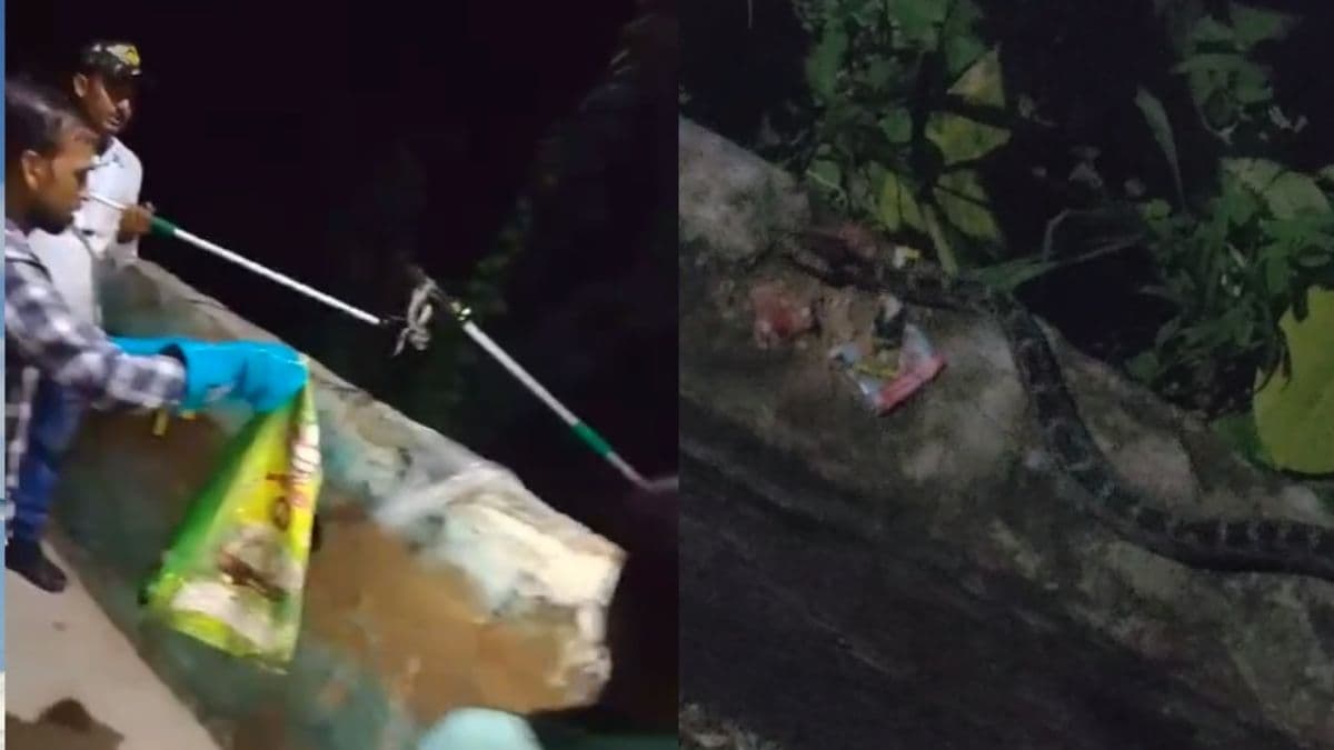 कब्र से निकला अजगरों का झुंड, देखकर लोगों की हालत हो गई खराब; देखें वीडियो