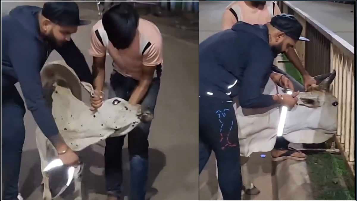 Desi Jugaad Video : भारत रत्न की छिड़ी बहस! गौवंश की रक्षा के लिए युवाओं का कारनामा