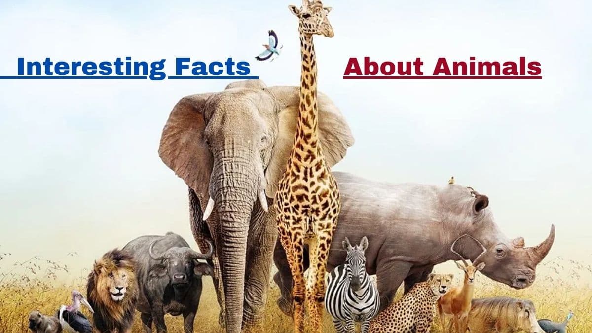Interesting Facts About Animal