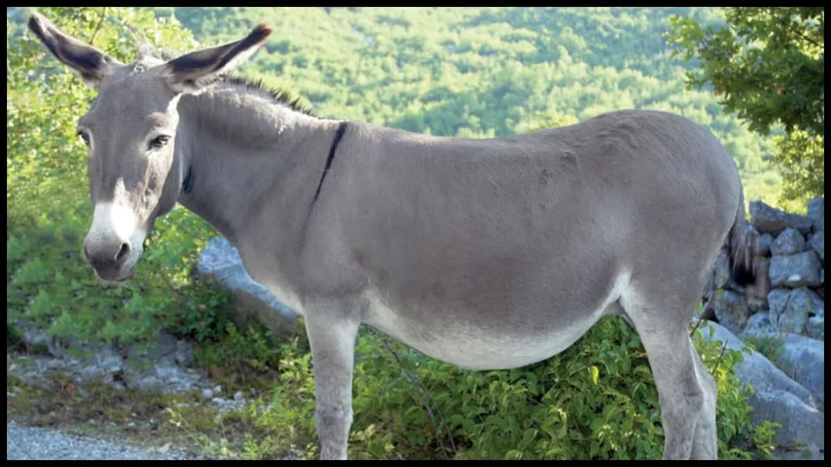 बारिश की एक रात, न जानें कहां गुम हो गए दर्जनों गधे, जानें पूरा मामला