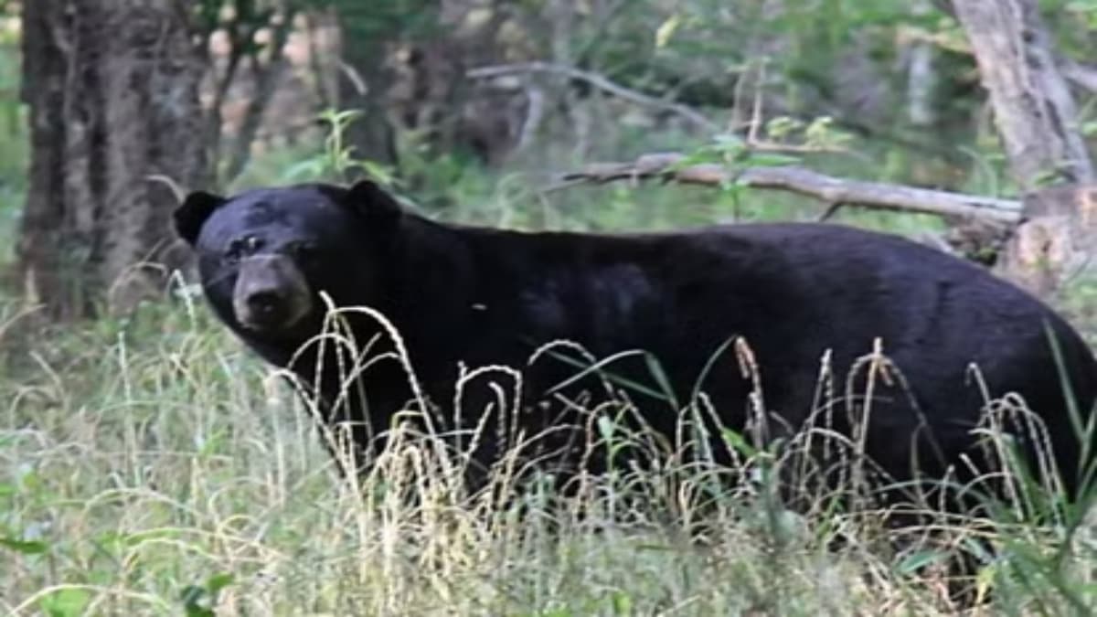 Old man Killed Bear