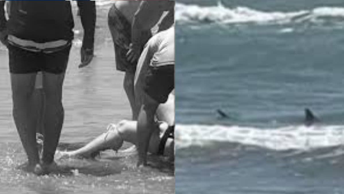 Shark Attack