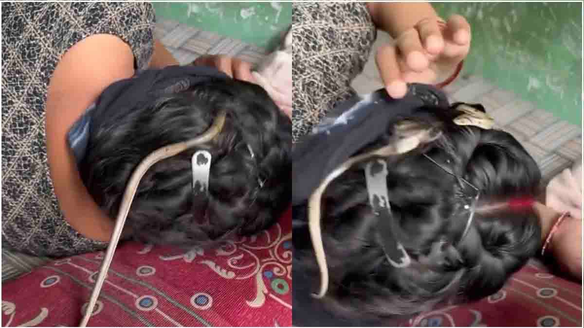 Snake Viral Video