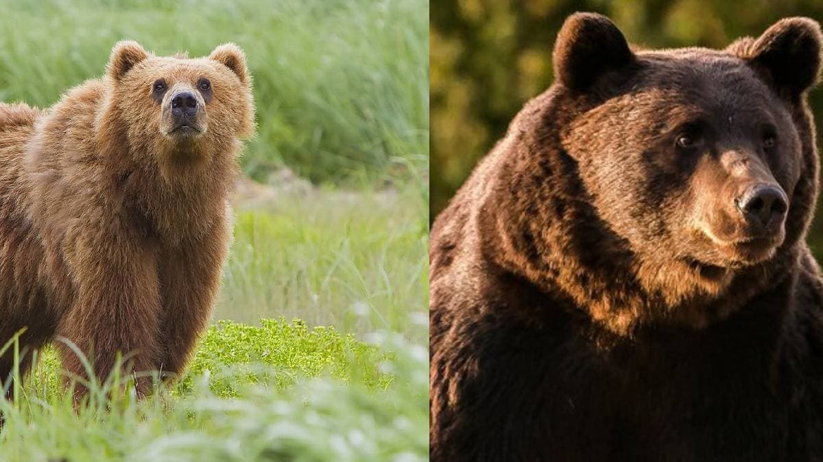 500 भालुओं को मौत के घाट उतारेगा ये देश; क्या है वजह?