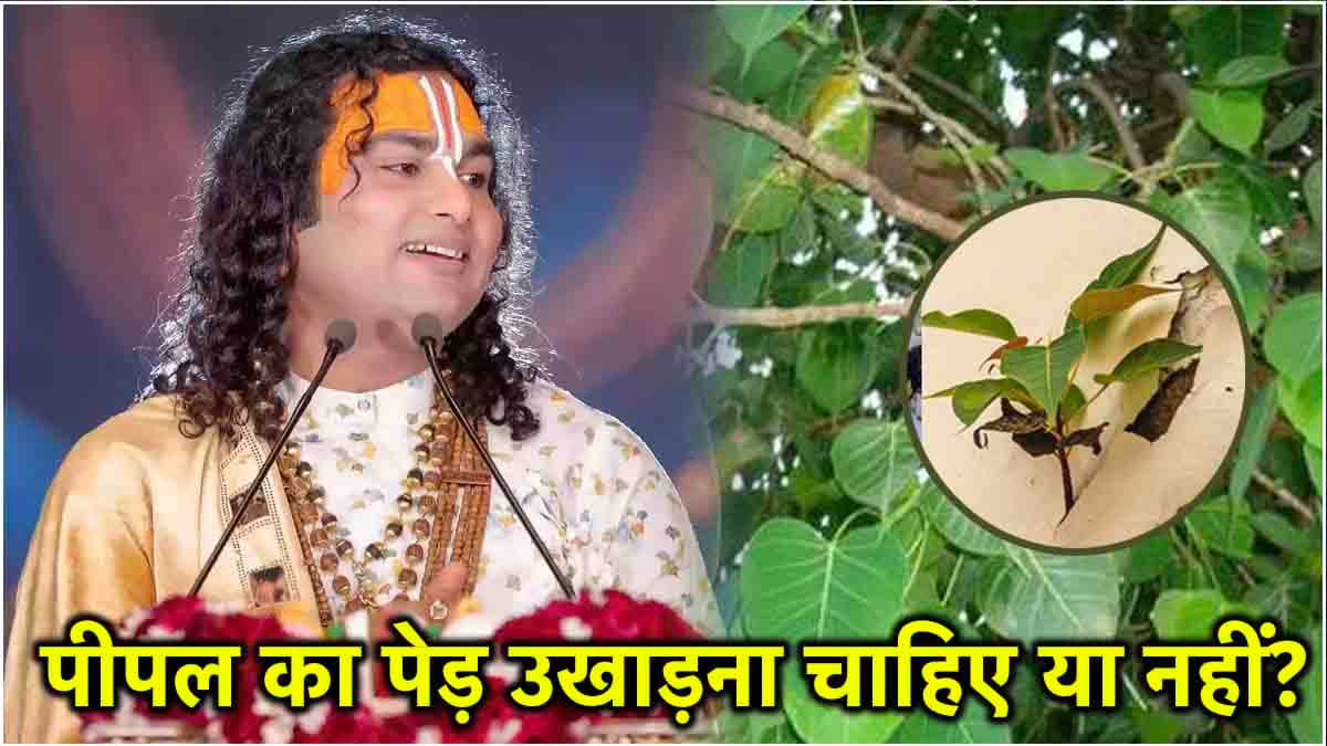 घर में पीपल का पेड़ उगना है कंगाली का संकेत! आचार्य अनिरुद्ध से जानें हटाने का सही तरीका