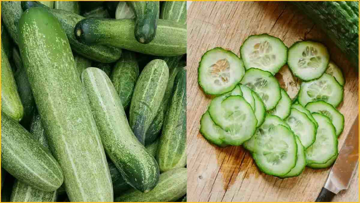 Cucumber Benefits: हाइड्रेशन के अलावा भी खीरा खाने से सेहत को होता है कोई फायदा? जानें क्या कहते हैं एक्सपर्ट