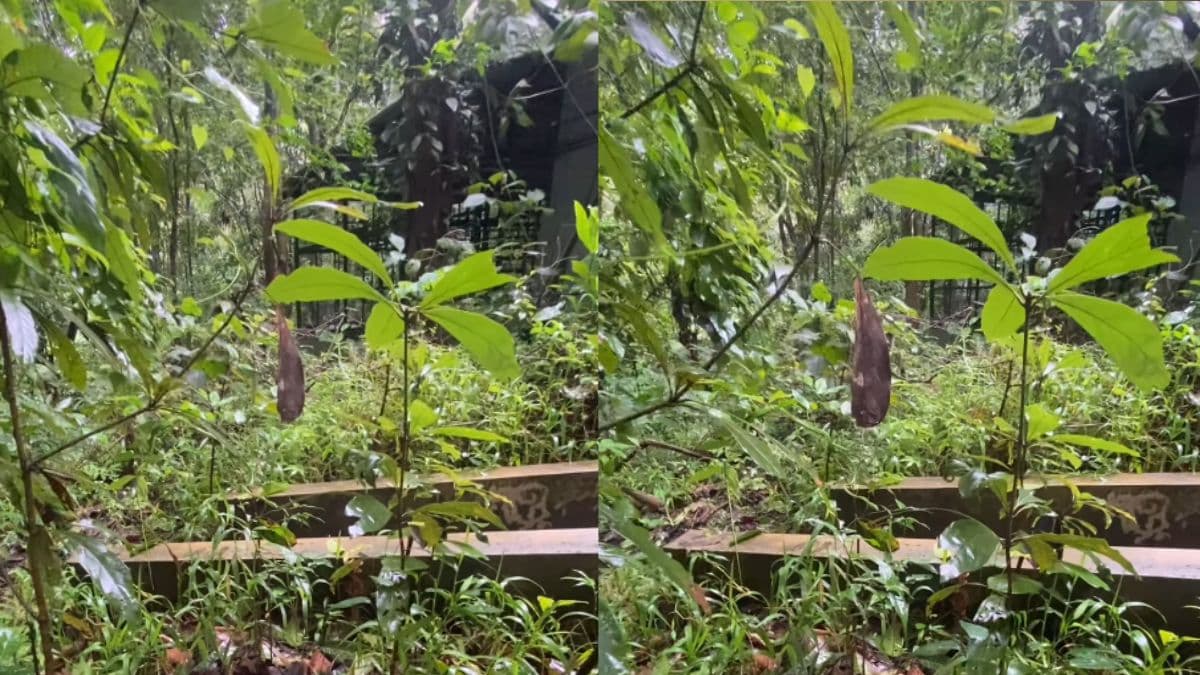 इस फोटो में छुपा है एक सांप; अच्छे-अच्छे लोग खोजने में हो जाएंगे फेल