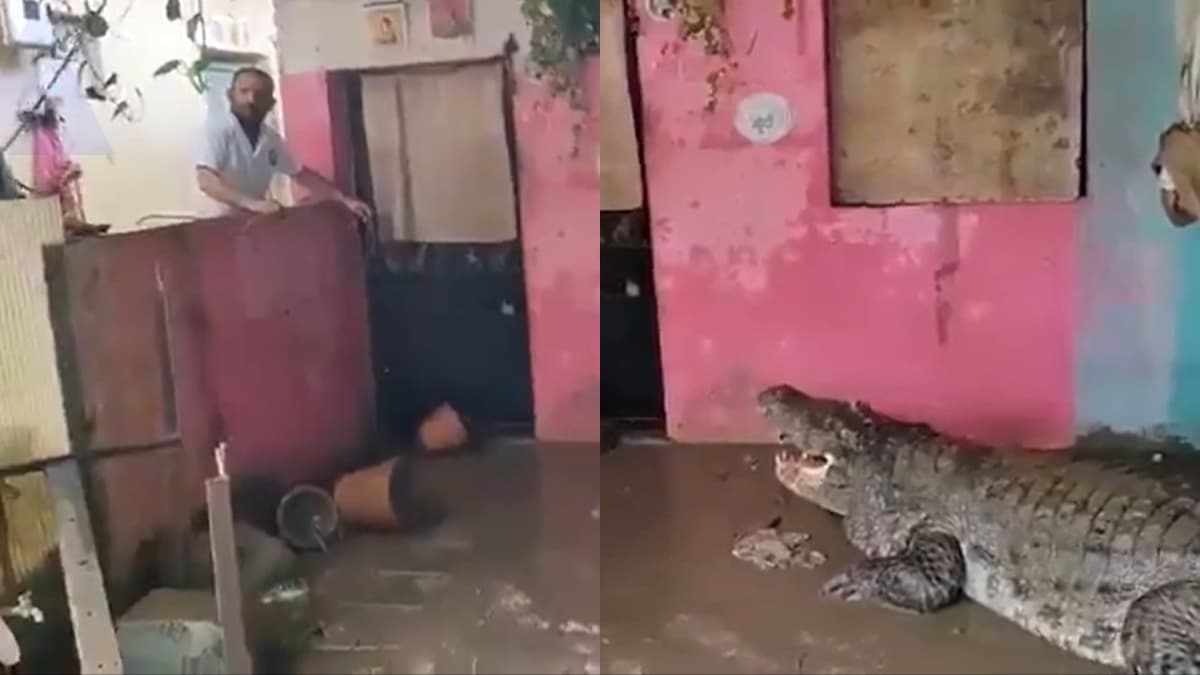 पहले बार‍िश फ‍िर तूफान अब गुजरात पर नई आफत, सड़कों पर घूम रहे मगरमच्‍छ