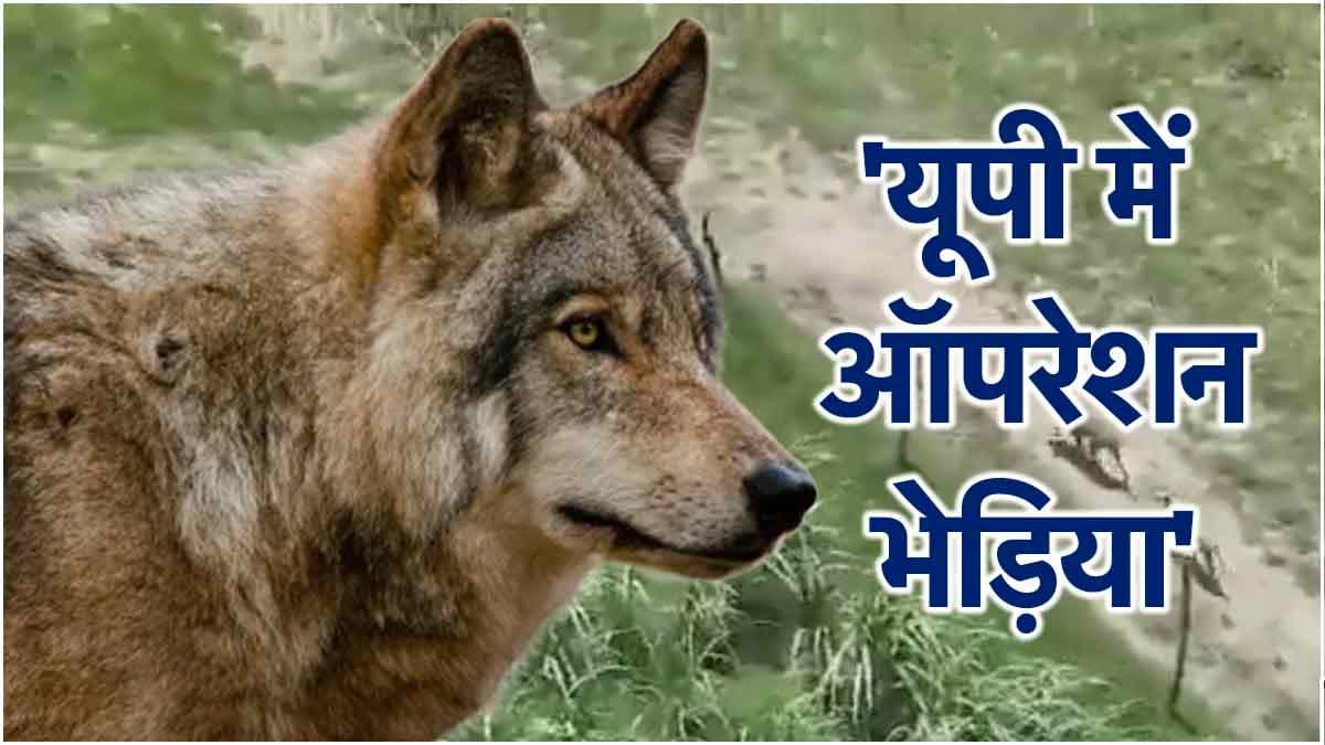 UP के इस जिले में भेड़िए के खिलाफ बिछाया जाल, 5 बच्चों की मौत के बाद एकजुट हुए ग्रामीण