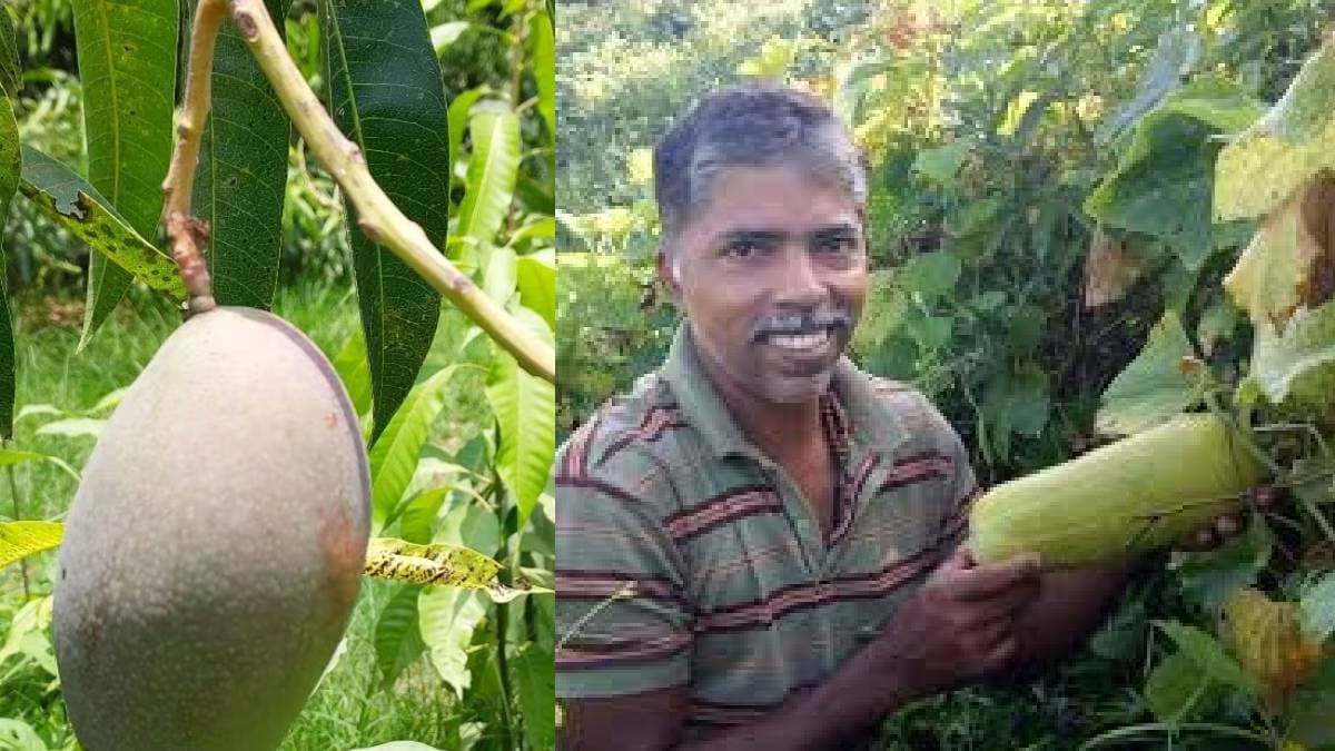 जोसेफ लोबो कौन? भारतीय किसान; जो खेत में उगाते हैं दुनिया का सबसे महंगा आम, कीमत जान उड़ जाएंगे होश