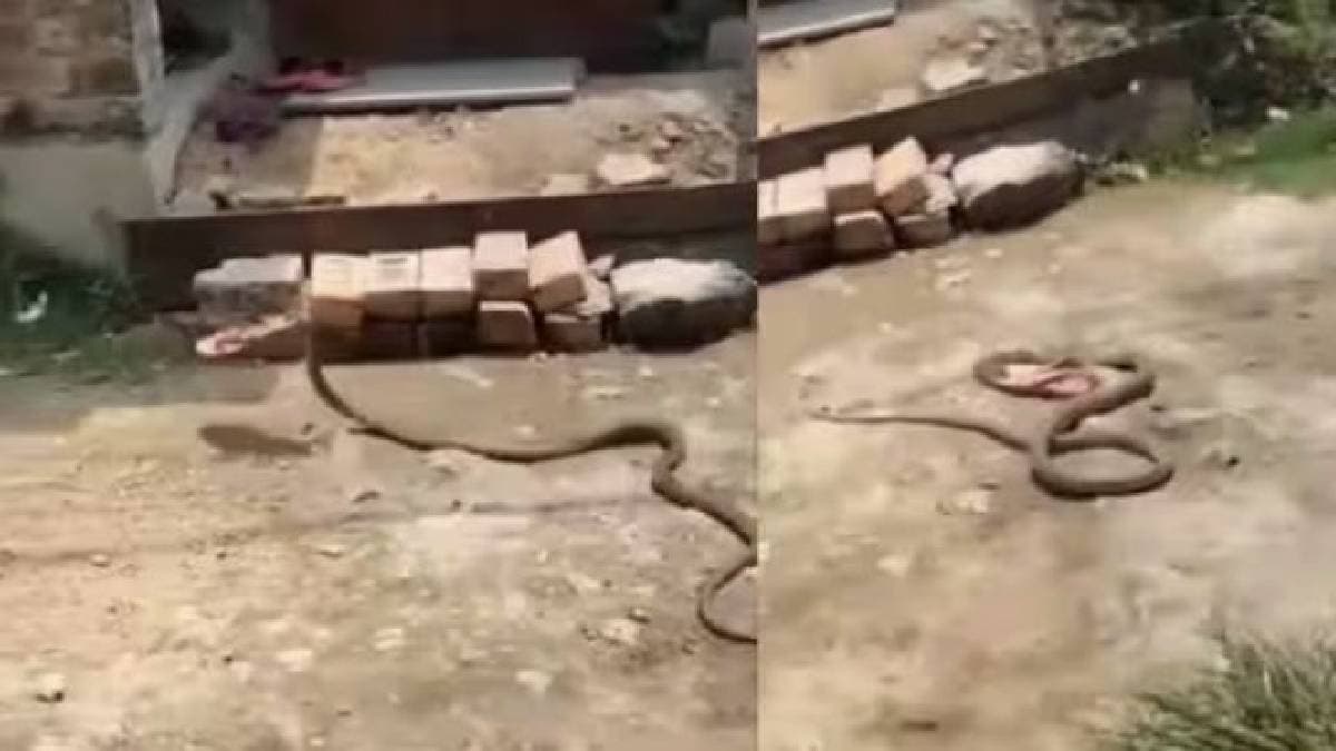काटता नहीं, चप्पल चुराकर भाग जाता है ये सांप! वायरल वीडियो देख आप भी कहेंगे Wow