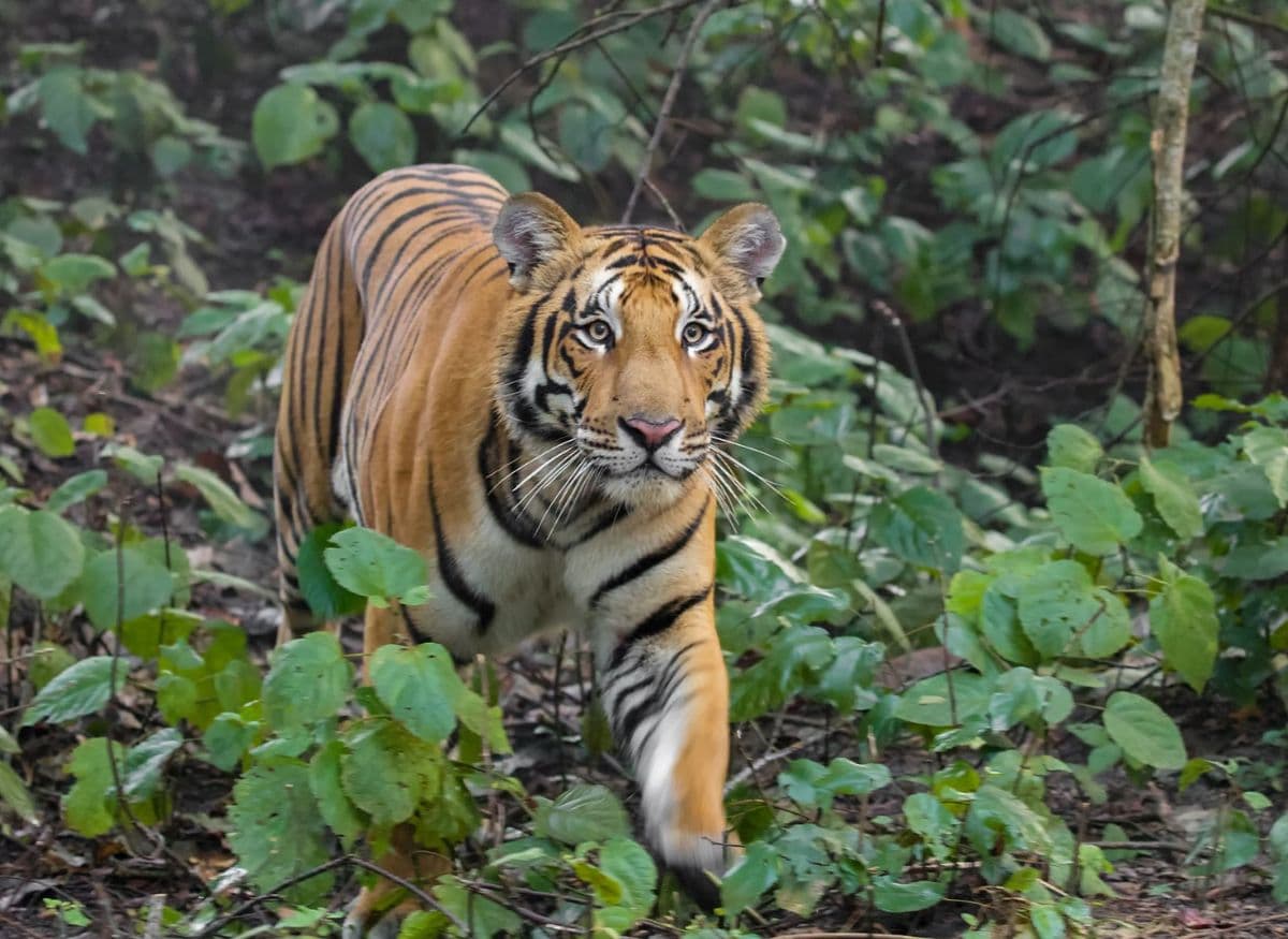 टाइगर है या उसैन बोल्ट! 125 किमी का सफर कर राजस्थान से रेवाड़ी पहुंचा बाघ, दहशत में गांव वाले