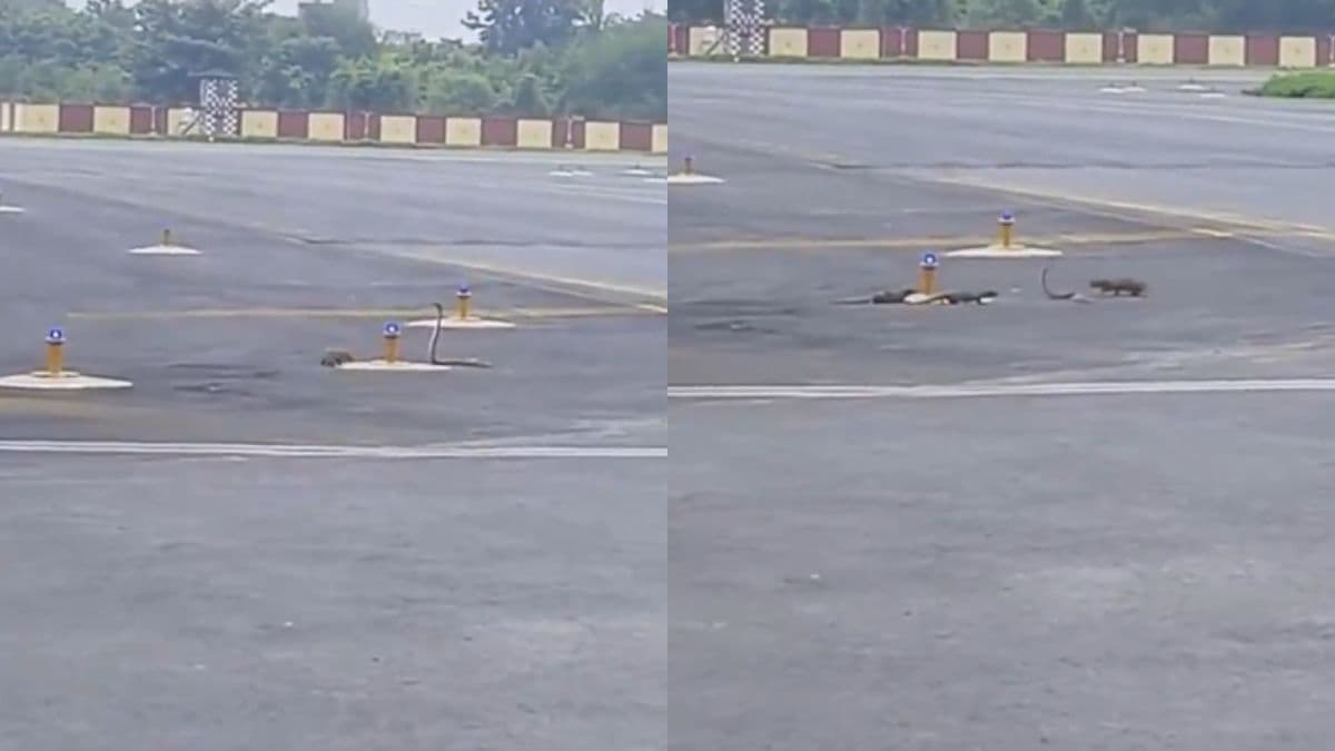 एयरपोर्ट पर शुरू हुई सांप और नेवले की लड़ाई, रन-वे का वीडियो हो रहा वायरल