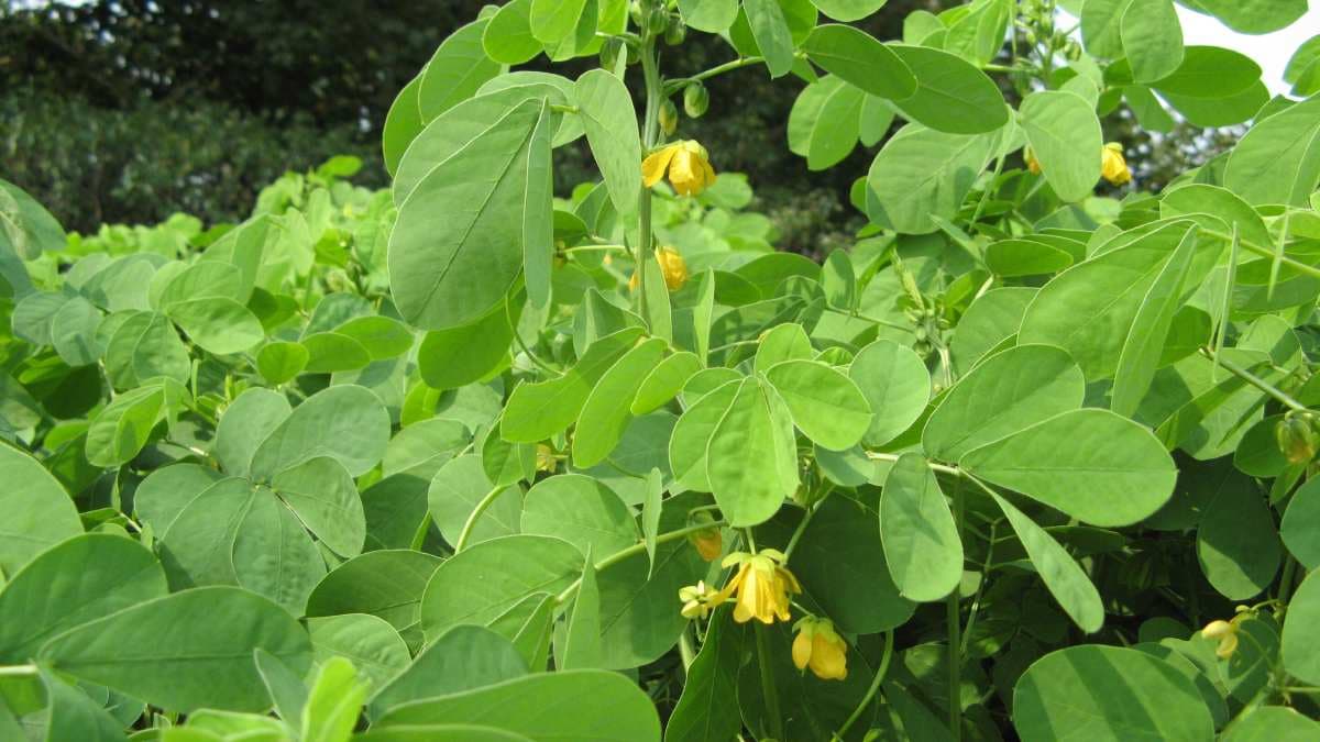Benefits of Chakoda: चकौड़ा, कभी सुना है इसका नाम? जानिए इस पौधे की खूबियां