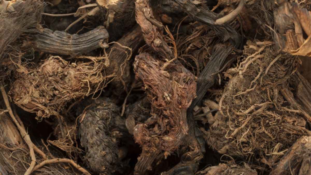 Jatamansi Uses: जटामांसी क्या है, कैसे करें इस्तेमाल, जानिए इसके स्वास्थ्य लाभ और नुकसान