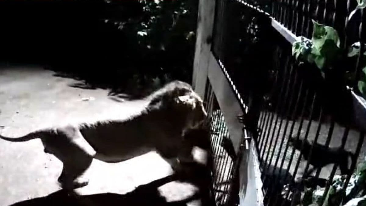 lion and dog