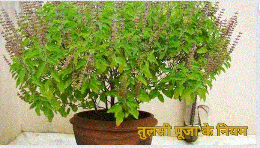 Pitru Paksh 2024: पितृपक्ष में इन लोगों को नहीं करनी चाहिए तुलसी पूजा, पितर हो जाते हैं नाराज!