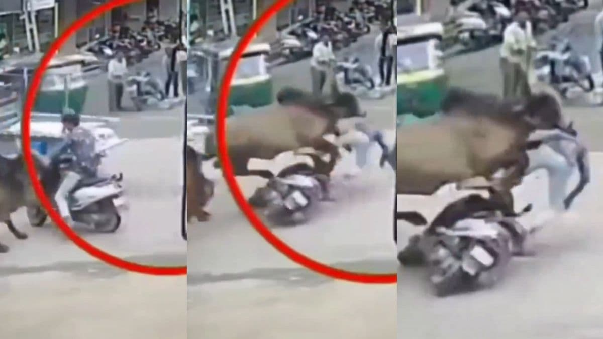 बाइक सवार पर टूट पड़ा आवारा सांड, मौत के मुंह से बाहर निकला शख्स; वीडियो वायरल