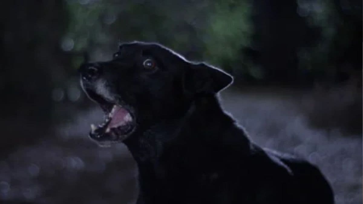 Dog Bark in night