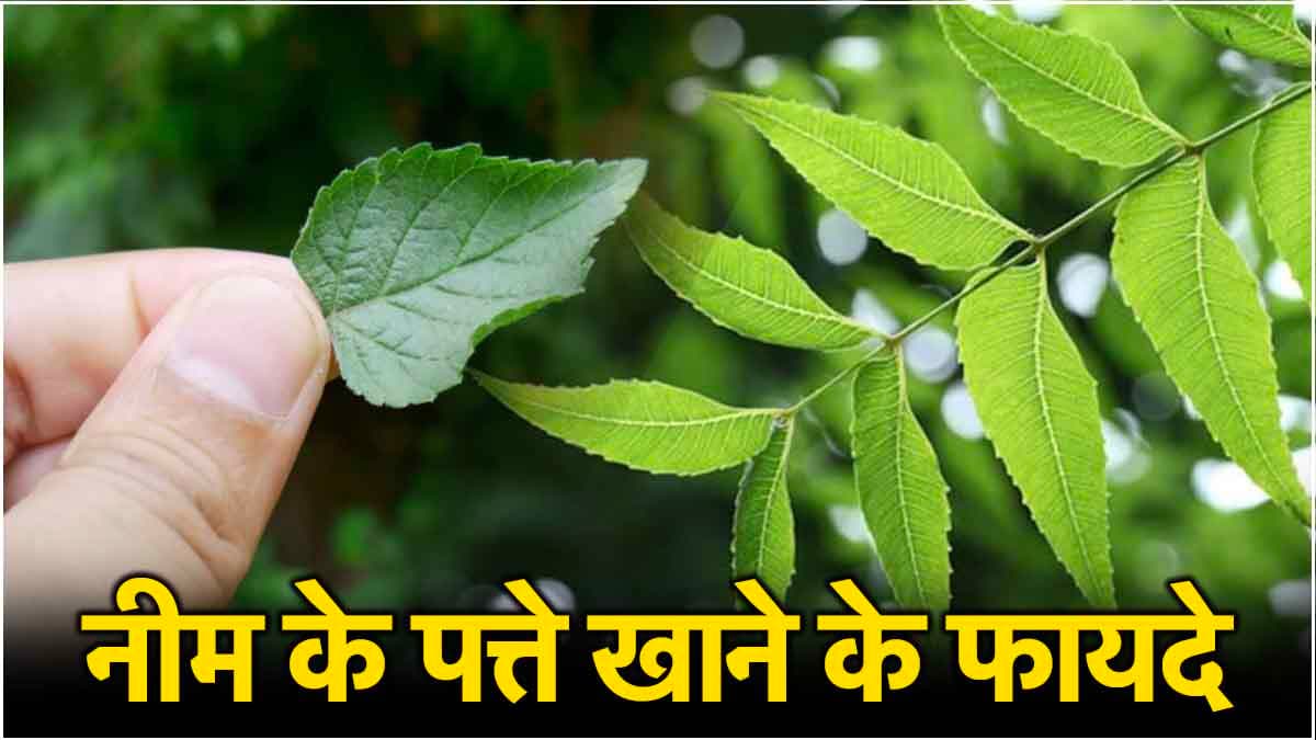 खाली पेट नीम के पत्ते चबाने से मिलेंगे ये 5 फायदे, तीसरा वाला तो सबसे जबरदस्त!