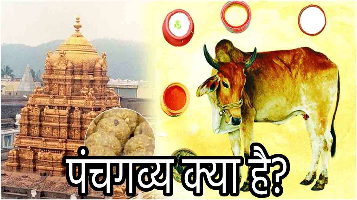 Panchgavya: ‘पंचगव्य’ क्या है, जिससे हुई तिरुपति मंदिर के लड्डू और अन्नप्रसादम रसोई की शुद्धि