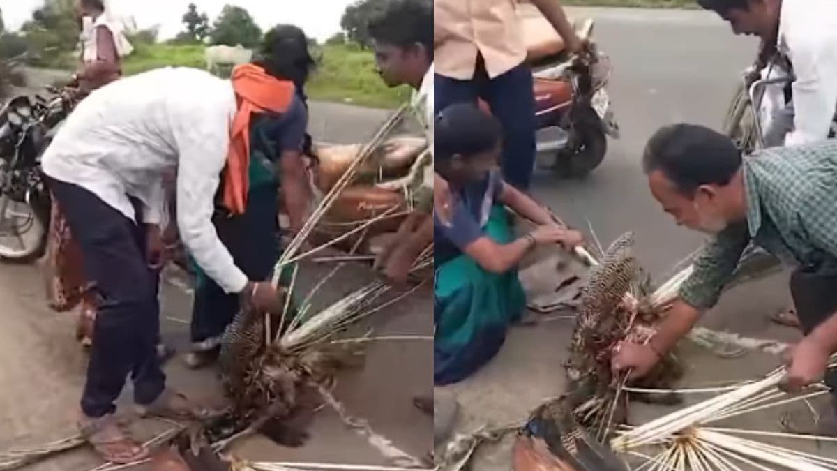 Peacock Viral Video