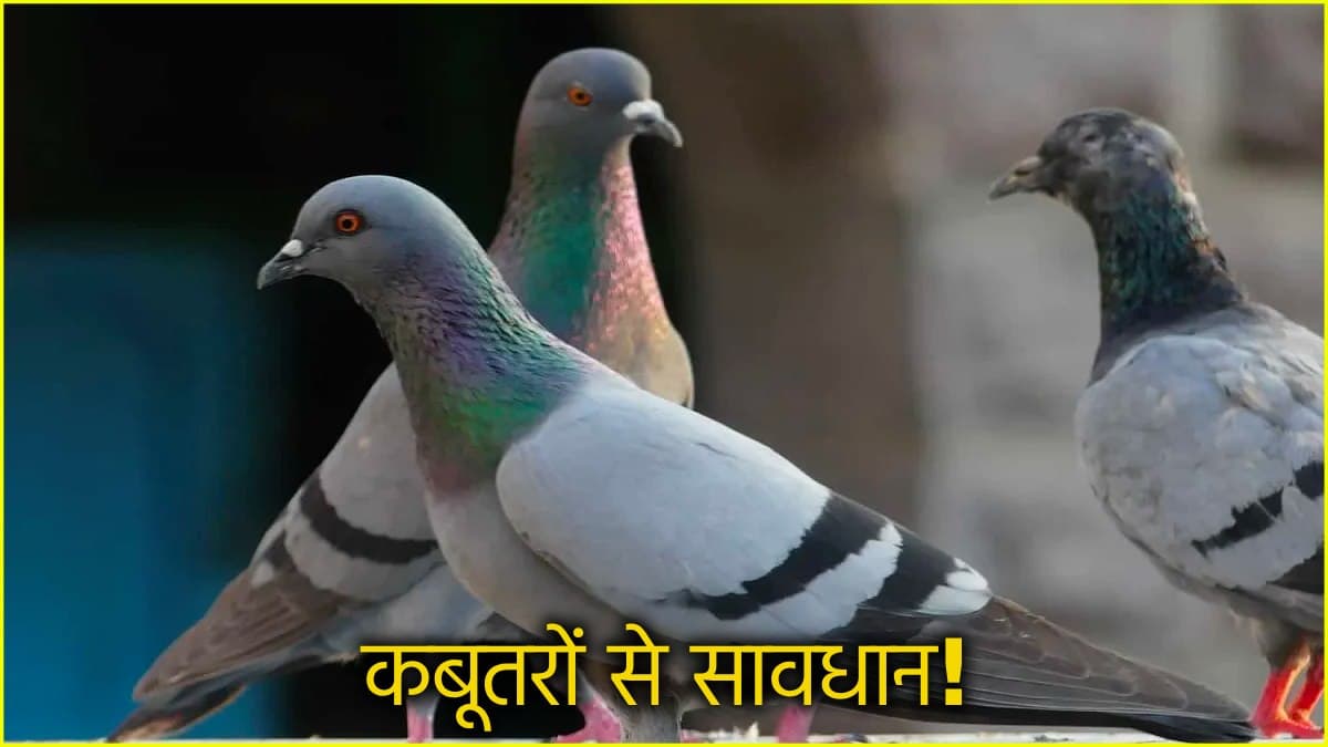 कबूतर भी बन सकते हैं Lung Disease का कारण, छज्जों पर बीट और पंख फैला रहे हैं बीमारी