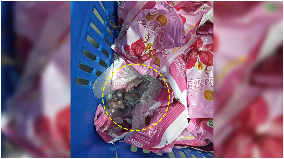 सिद्धिविनायक मंदिर के प्रसाद में चूहे? क्या है वायरल वीडियो की सच्चाई, मंदिर ट्रस्ट का आया बयान
