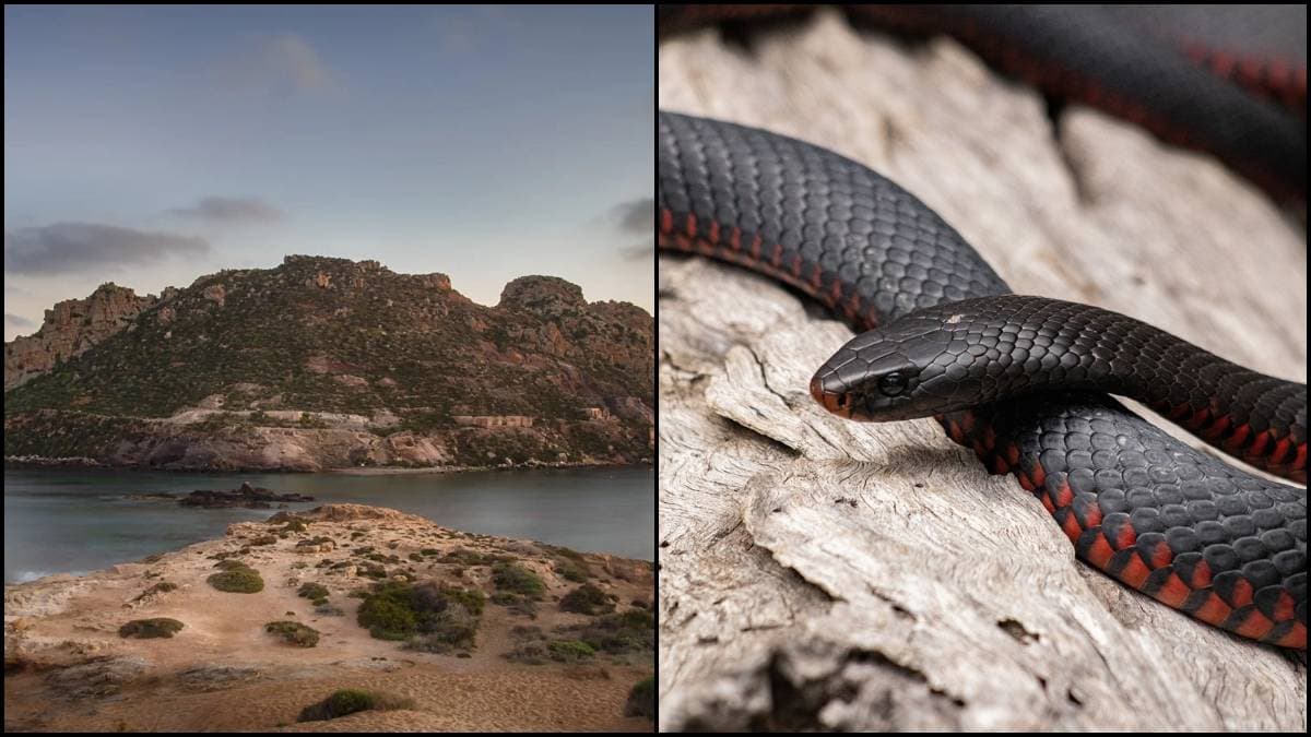 कैसे 4000 सबसे जहरीले सांपों का घर बन गया Snake Island? इंसानों को नहीं है यहां जाने की अनुमति