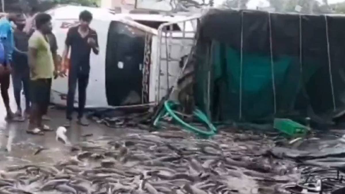 मछलियों से भरा ट्रक पलटा; सड़क पर मची लूटने की होड़, वायरल वीडियो देख आप भी कहेंगे-शर्म करो