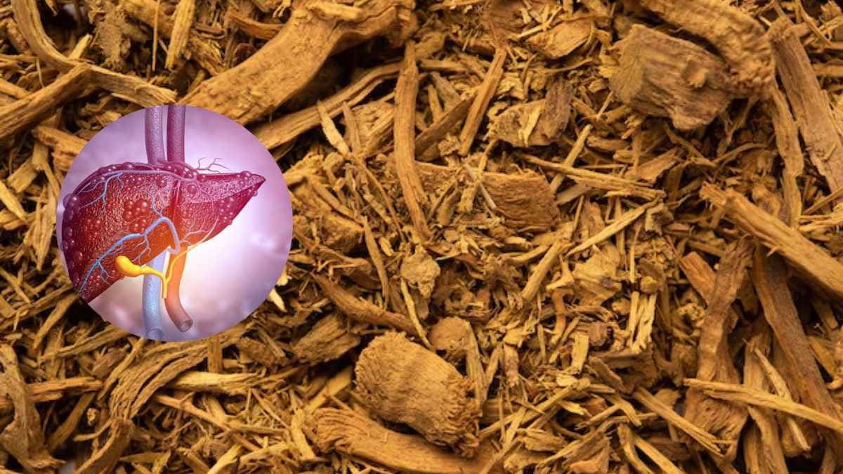 लिवर के लिए हर्बल सप्लीमेंट्स सही या गलत? नई रिसर्च में चौंकाने वाले खुलासे