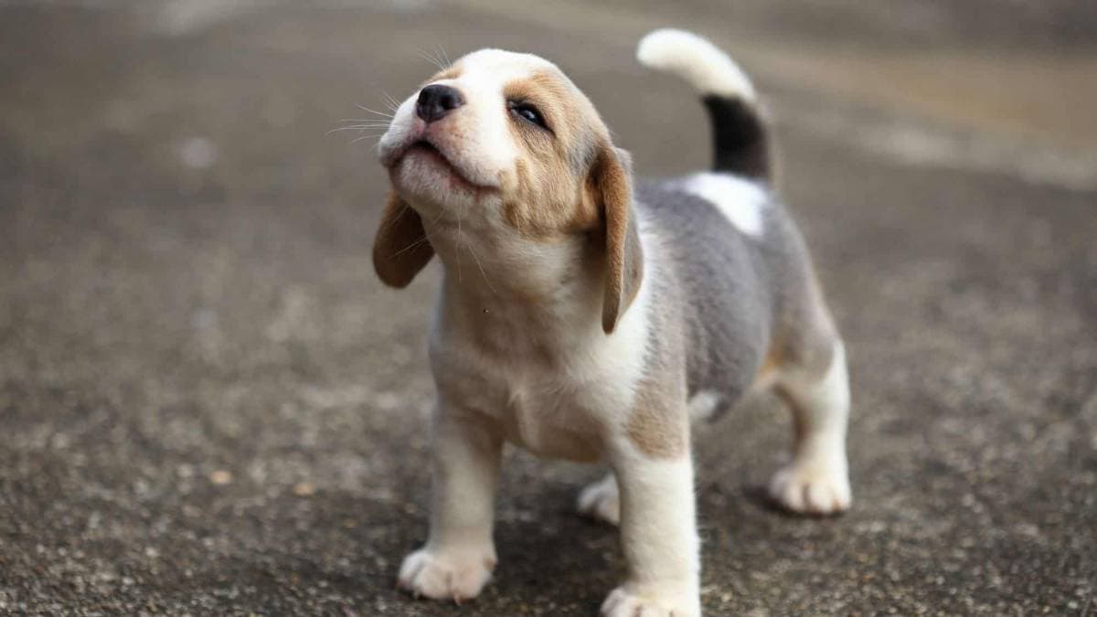 Puppy को पालना 'बिगाड़' रहा लोगों की सेहत! स्टडी में आए चौंकाने वाले फैक्ट्स