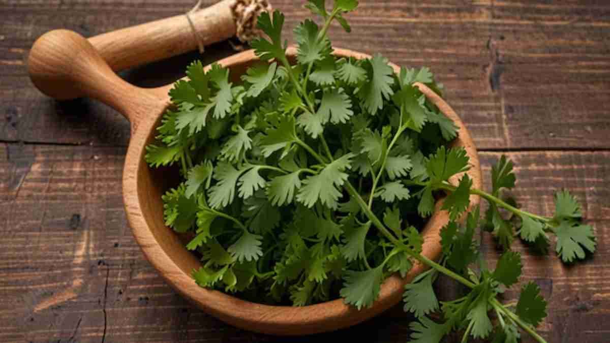 इम्यूनिटी बढ़ाने समेत धनिए के 5 अद्भुत फायदे, बढ़ेगी खाने की खुशबू और स्वाद