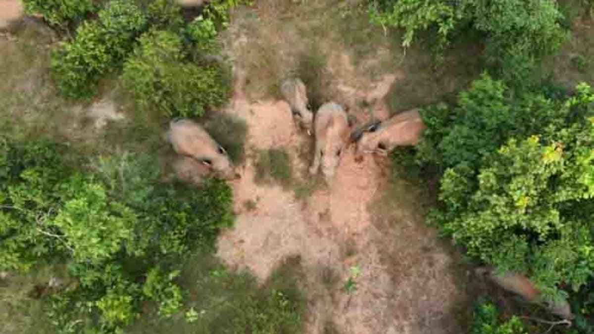 Chhattisgarh, Three Elephant dead. Elephant buried. Tribute Video