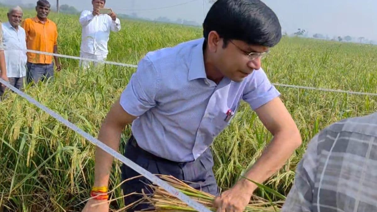 Video: खेत में धान काटते DM का वीडियो वायरल, IAS राजेंद्र पैंसिया की चौतरफा तारीफ